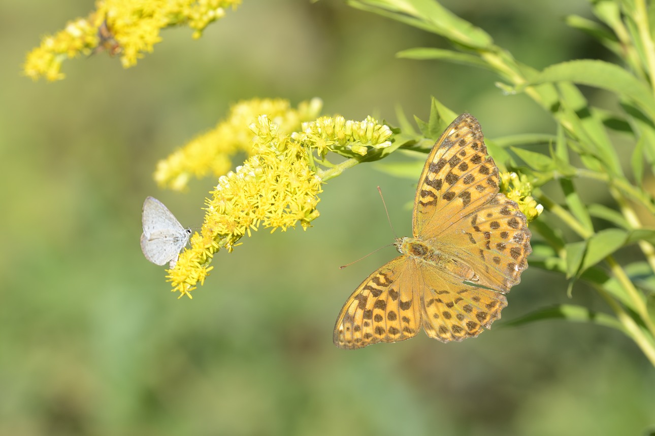 Argynnis? - Argynnis paphia